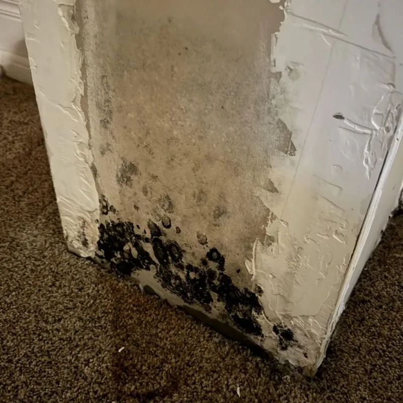 Professional Mold Removal in Clinton, IN